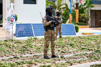 La DNCD de República Dominicana incautó y destruyó más de 4,800 plantas de marihuana en los primeros meses del año. (Foto cortesía DNCD de República Dominicana)