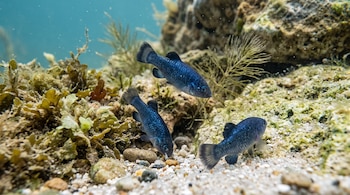 Tres peces de color azul nadan sobre un lecho de arena blanca, piedras y plantas acuáticas.