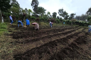 El Ministerio de Agricultura monitorea áreas agrícolas de 20 departamentos que producen maíz, frijol, café, hortalizas y cardamomo.