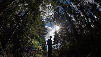 ¿Los árboles ayudan con nutrientes