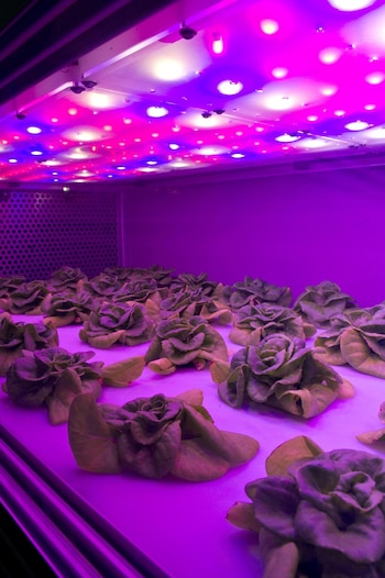 Rosas extraterrestres cultivadas por la