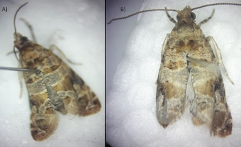 En la imagen se observa