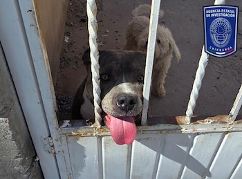 Reportar el maltrato animal puede