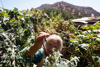 FOTO DE ARCHIVO. Un agricultora