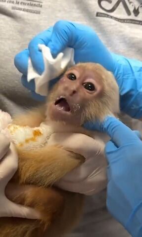 El primate llegó al CAVR en condiciones críticas tras ser arrancado de su hábitat natural - crédito @Areametropol / X
