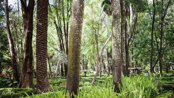 Una epidemia de hongos ha