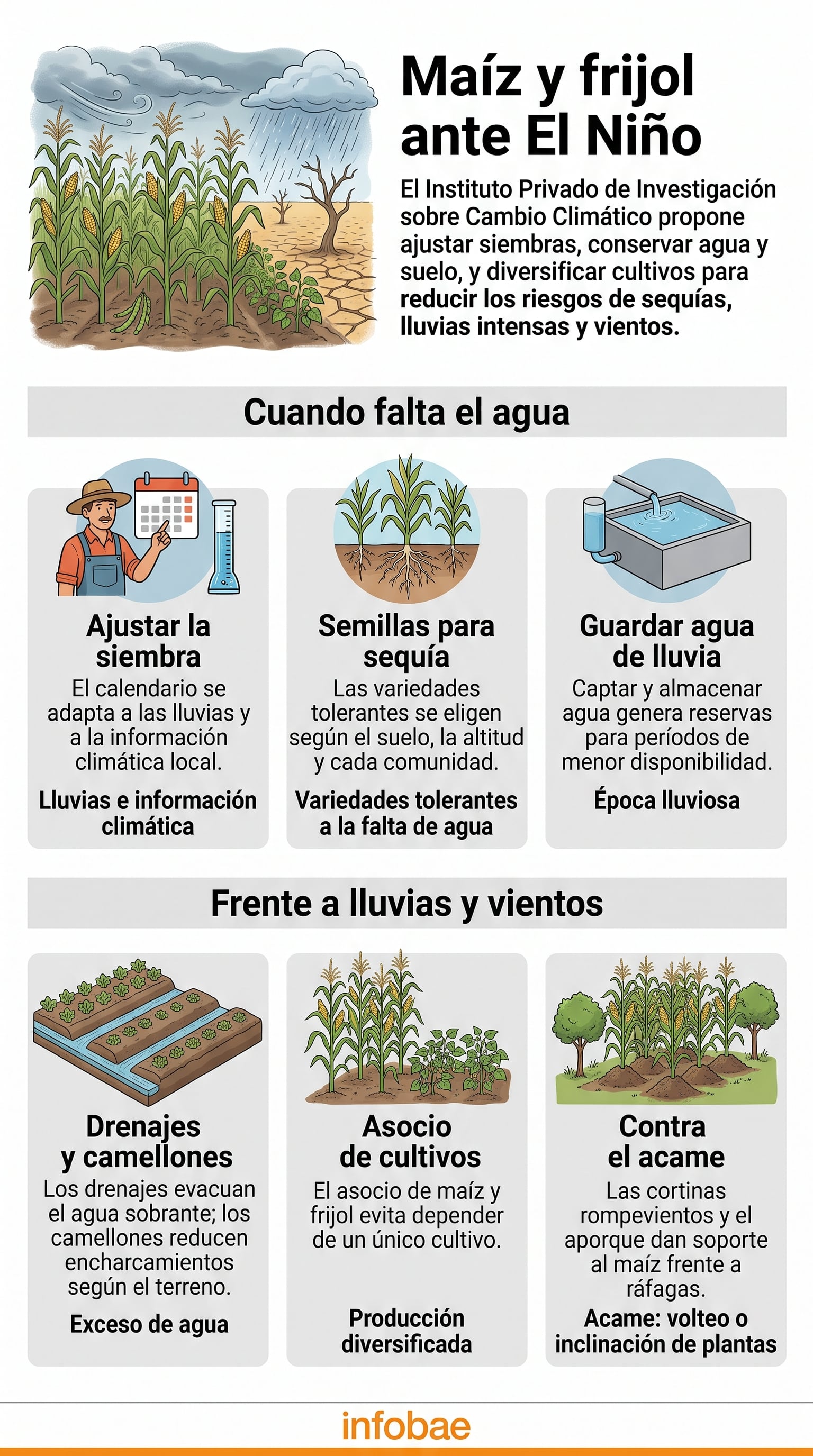 Una infografía del Instituto Privado de Investigación sobre Cambio Climático detalla medidas para proteger los cultivos de maíz y frijol ante el fenómeno de El Niño en Centroamérica. (Imagen Ilustrativa Infobae)