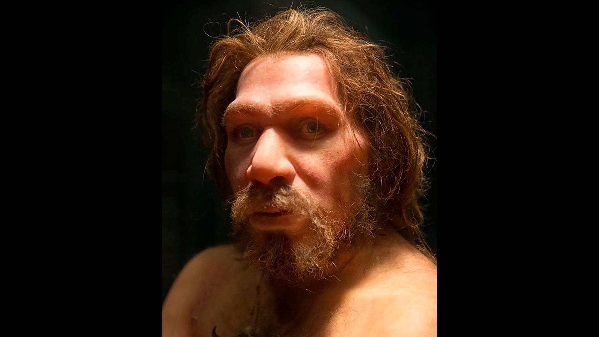 El estudio revela que las diferencias cerebrales entre Neandertales y Homo sapiens resultan tan pequeñas como las que existen entre poblaciones humanas actuales/Archivo Petr Kratochvi