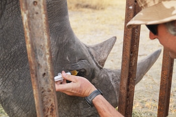 El rinoceronte macho requerido cumplirá una cuarentena mínima de 30 días bajo supervisión sanitaria en Lima, de acuerdo a la nueva normativa. (John Towey/Palm Beach Zoo & Conservation Society via AP)