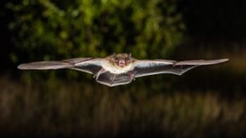 Cuáles son los riesgos del