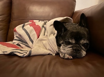 Un bulldog francés de pelaje oscuro y hocico canoso está recostado, envuelto en una manta a rayas blancas, rojas y negras, sobre un sofá marrón