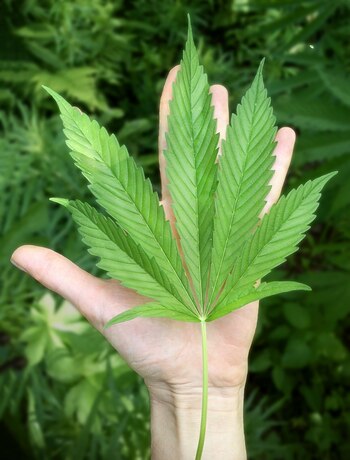 El equipo descubrió que la