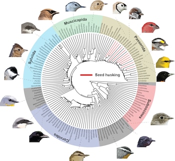 Diagrama de árbol filogenético circular de aves con ramas negras y rojas, texto "Seed husking", nombres de familias y 16 ilustraciones de cabezas de aves de diversas especies