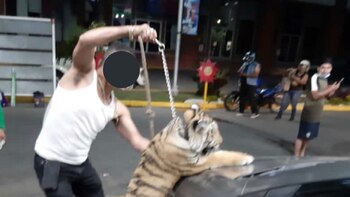 tigre de bengala-mazatlan-mexico-04042021