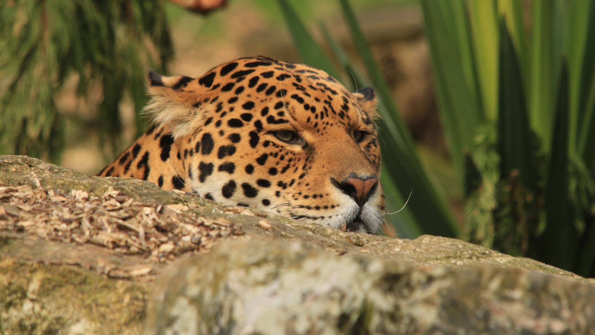 La región chaqueña argentina reporta unos 20 yaguaretés y enfrenta conflictos provocados por ataques a ganado doméstico y represalias humanas (Freepik)