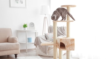 Un gato solo en casa.