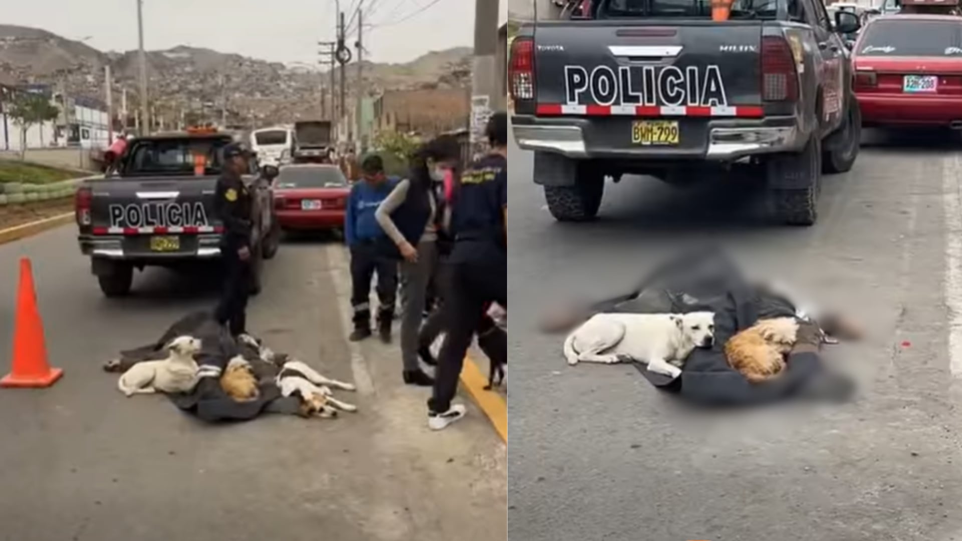 Encuentran sin vida a un adulto mayor en Mi Perú y sus cinco perros se quedan a su lado: se resistían a alejarse de quien fue su dueño