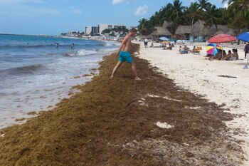 El sargazo sirve como hábitat