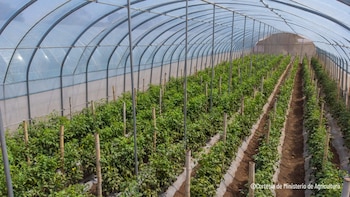 La siembra de 10,000 manzanas