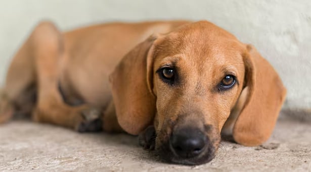 Los sistemas de vigilancia convencionales no detectan la circulación del coronavirus canino HuPn-2018 (Freepik)