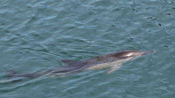 Alertan sobre el riesgo de