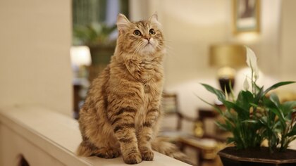Lilibet, la “reina felina” que conquista el lujoso Lanesborough Hotel en Londres
