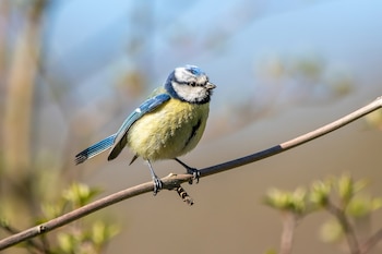 Pájaro pequeño con colores azul, amarillo y blanco se posa sobre una ramita de un árbol.