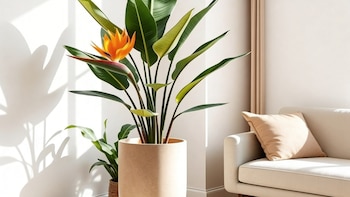 PLANTAS LIVING DECO