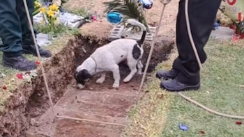 El comportamiento de Crispin muestra