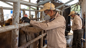 Técnicos de países centroamericanos y caribeños examinan cómo México lidera la defensa zoosanitaria. Nada está garantizado cuando una plaga amenaza la economía y la salud animal continental (Foto cortesía OIRSA)