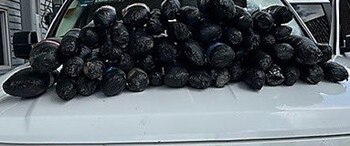 Fentanilo decomisado en Nuevo Laredo