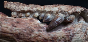 Descubren en río negro un nuevo cocodrilo carnívoro terrestre que convivió con los dinosaurios