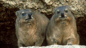 Los parásitos de los elefantes,