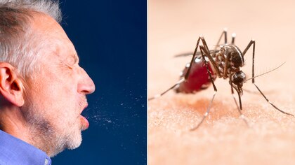 ¿Qué es más peligroso el dengue o el COVID?  