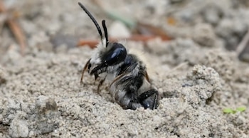 Primer plano de una abeja Andrena regularis con cuerpo peludo blanco y negro, ojos oscuros y antenas, sobre tierra arenosa gris clara