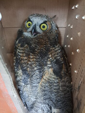 Trataron de vender al animal