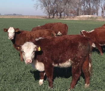 Según CREA, sumar kilos al