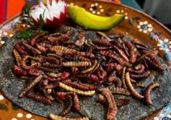 Los entomólogos consideran que los