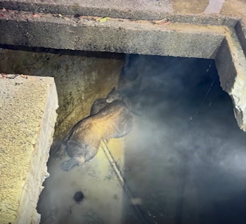 Los rescatistas cortaron la parte superior del tanque, drenaron el agua y colocaron una escalera para liberar a la osa y a las dos crías que seguían atrapadas (Captura ABC7)