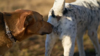 Perros y olfato: el curioso “saludo” que revela información clave. (Foto: Difusión)