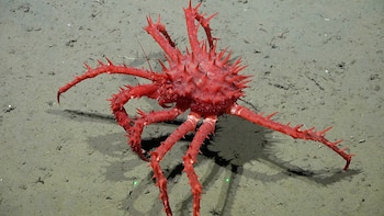 Un cangrejo litódido (Lithodes sp.), una de las especies registradas en la campaña pasada, en Mar del Plata (ROV SuBastian / Schmidt Ocean Institute)