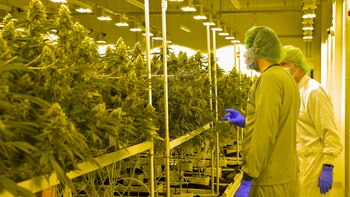 El cannabis es medicina