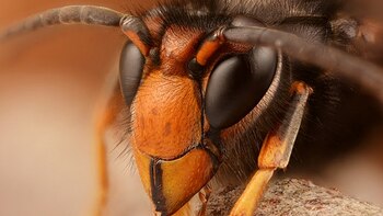 Esta especie invasora altera el