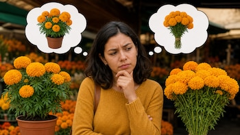 Día de Muertos 2026: Cempasúchil en maceta o por manojo ¿Cuál dura más y cuál sale más barata?