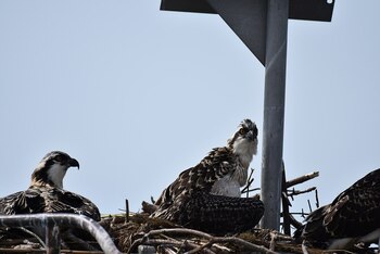 El águila pescadora es considerada