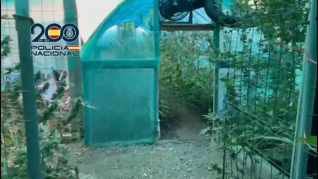 Un invernadero utilizado para el cultivo de marihuana (Policía Nacional)