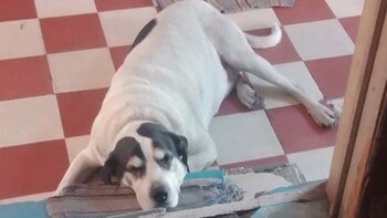 Un juez decidió liberar al