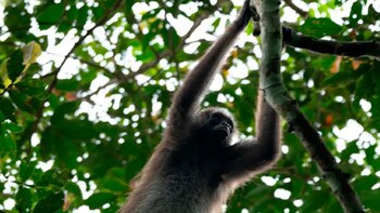 Cada 30 minutos un animal muere o sufre heridas graves en Colombia a causa de la violencia del conflicto armado, según el estudio reciente de la JEP- crédito Piscilago