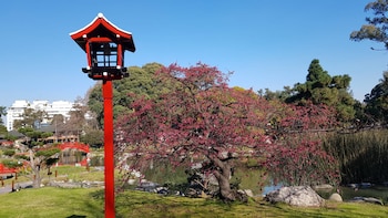 El sakura florecido, su flor