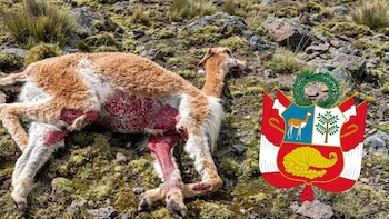 Vicuña peruana en peligro por sarna sarcóptica en Huancavelica: “Por día mueren cinco en cada comunidad”